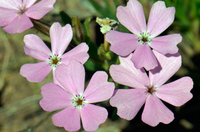 Phlox speciosa, Showy Phlox